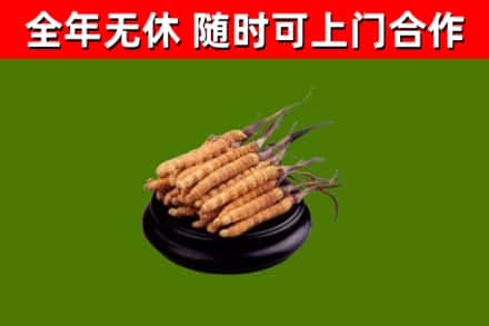 田林县烟酒回收冬虫夏草.jpg